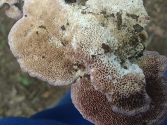 Trichaptum subchartaceum