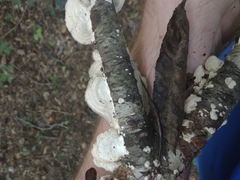 Trichaptum subchartaceum