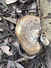 Hexagonia tenuis