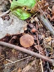 Pluteus romellii