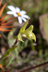 Disperis cucullata