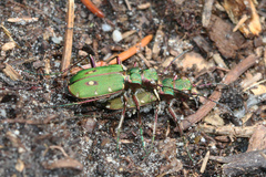 Cicindela campestris