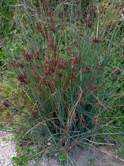 Juncus inflexus