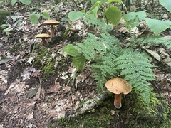 Leccinum versipelle