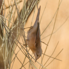 Curruca iberiae