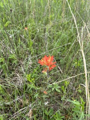 Castilleja coccinea