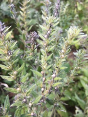 Lithospermum parviflorum