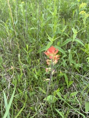 Castilleja coccinea