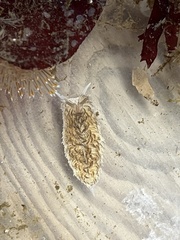 Aeolidia