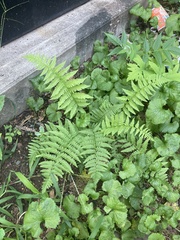 Athyrium asplenioides