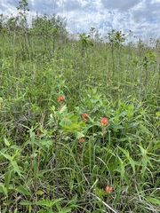 Castilleja coccinea
