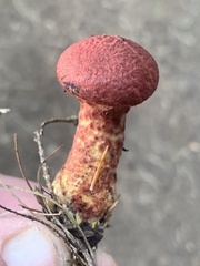 Suillus spraguei