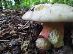 Rubroboletus