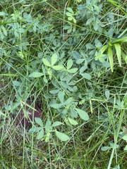 Lotus corniculatus