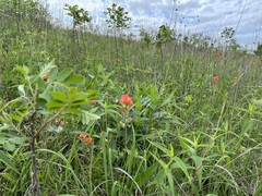 Castilleja coccinea