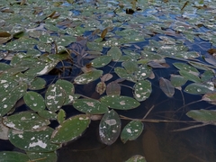 Potamogeton natans