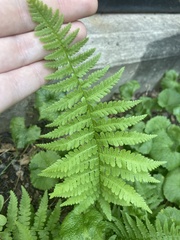 Athyrium asplenioides
