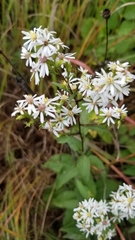 Symphyotrichum urophyllum