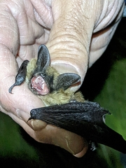 Myotis thysanodes