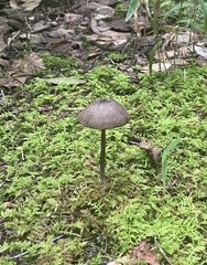 Cyanula
