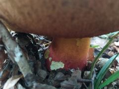 Rubroboletus
