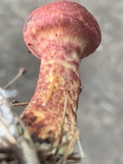 Suillus spraguei