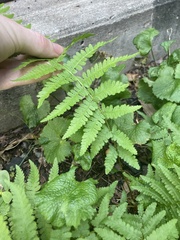 Athyrium asplenioides