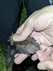 Myotis thysanodes