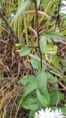 Symphyotrichum urophyllum