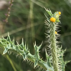 Argemone pleiacantha