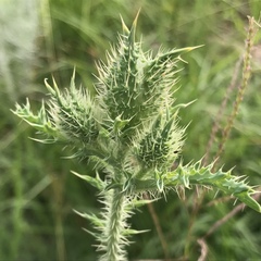 Argemone pleiacantha