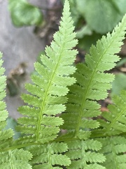 Athyrium asplenioides
