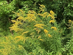 Solidago altissima