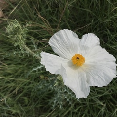 Argemone pleiacantha