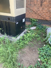 Athyrium asplenioides