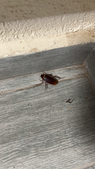 Periplaneta americana