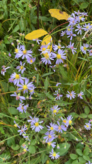 Symphyotrichum oolentangiense