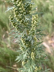 Artemisia biennis