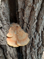 Laetiporus gilbertsonii