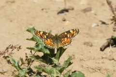 Phyciodes pulchella camillus