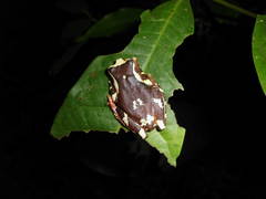 Dendropsophus sarayacuensis