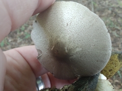 Agaricus placomyces
