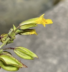 Erythranthe nasuta
