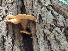 Laetiporus gilbertsonii
