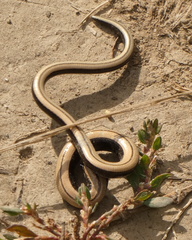 Anguis colchica