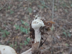 Agaricus placomyces