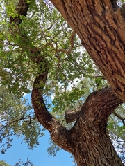 Laetiporus gilbertsonii