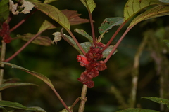 Gesneriaceae