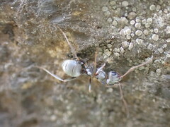 Formica cinerea
