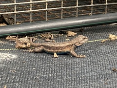 Sceloporus consobrinus